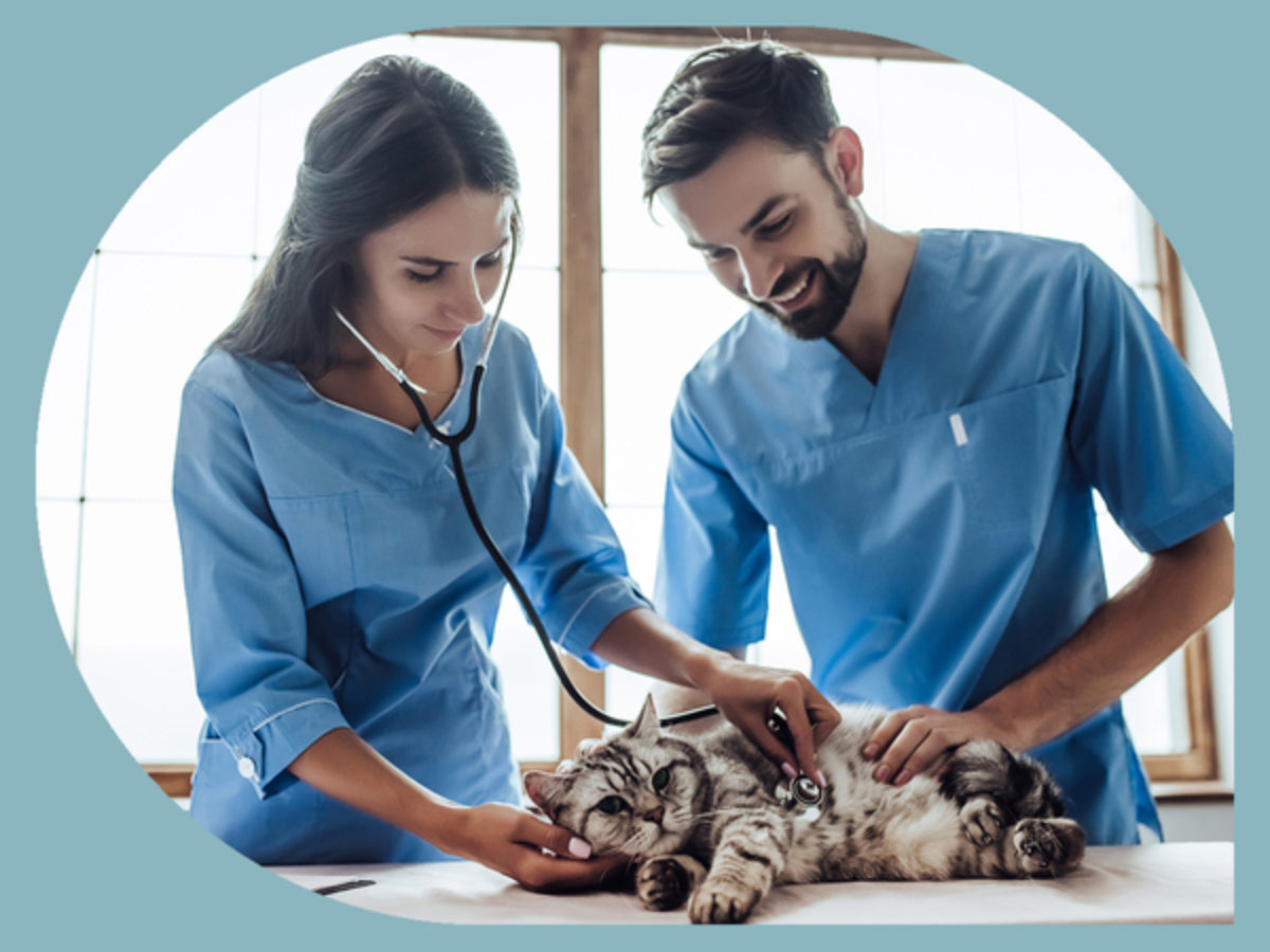 Veterinary Assistant Job Description / What Does A Veterinary Assistant