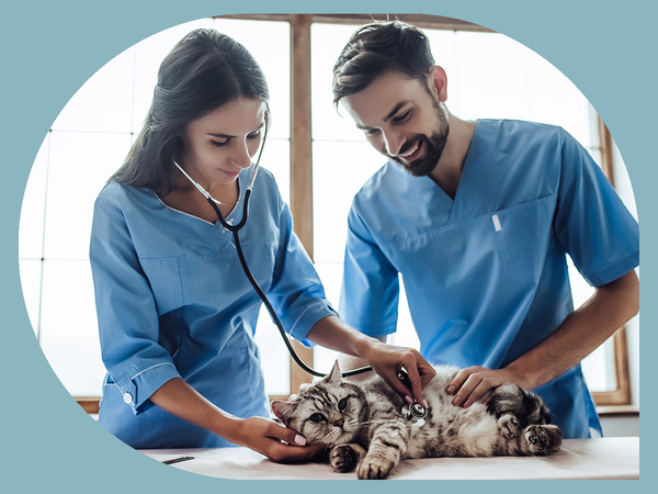 what does a veterinary technician do